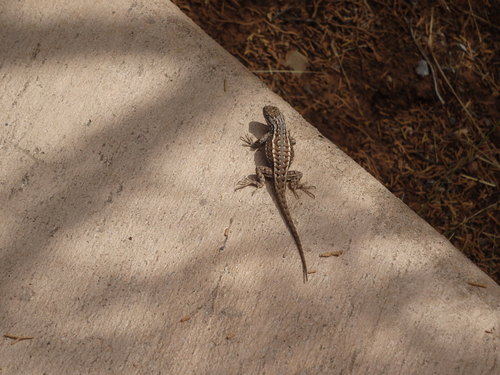 GDMBR: A lizard let us get pretty close.